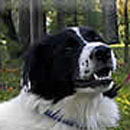 Bart was adopted in December, 2005